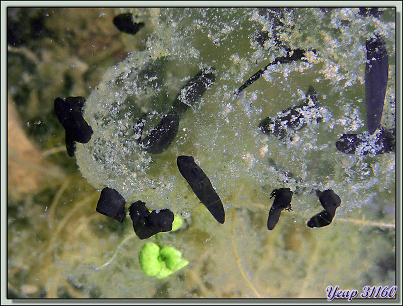 Œufs de grenouille rousse et têtards dans mon bassin à poissons  (Faune)