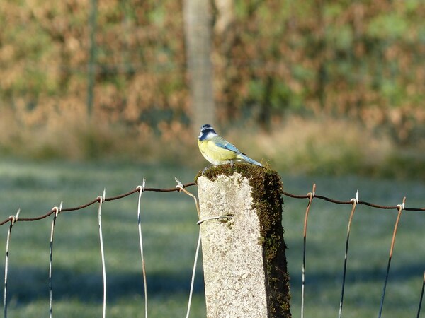 Jolie mésange bleue