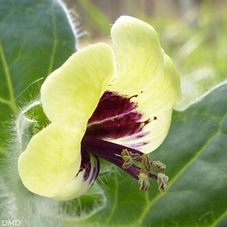 Hyoscyamus albus  -  jusquiame blanche