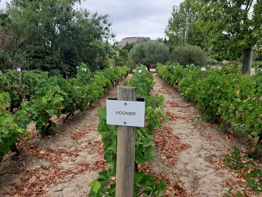 Vendredi 21 août: Pouzols-Minervois / Maury