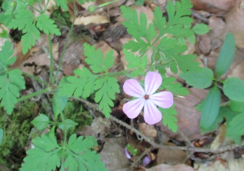 Fleurs roses