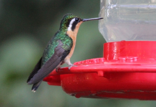 Les colibris du Costa Rica