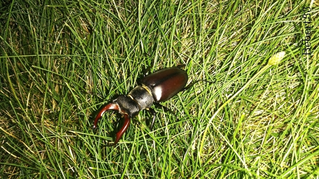des scarabées ou ?