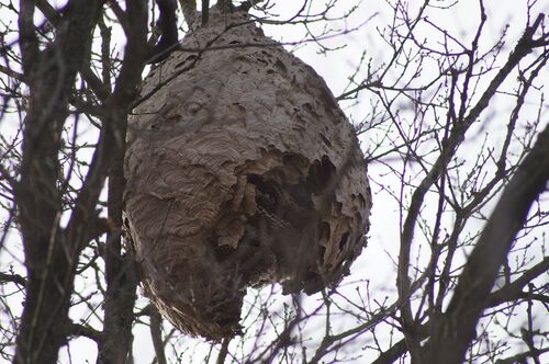 La maison dans l'arbre...