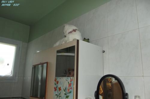 voilà ,mes animaux