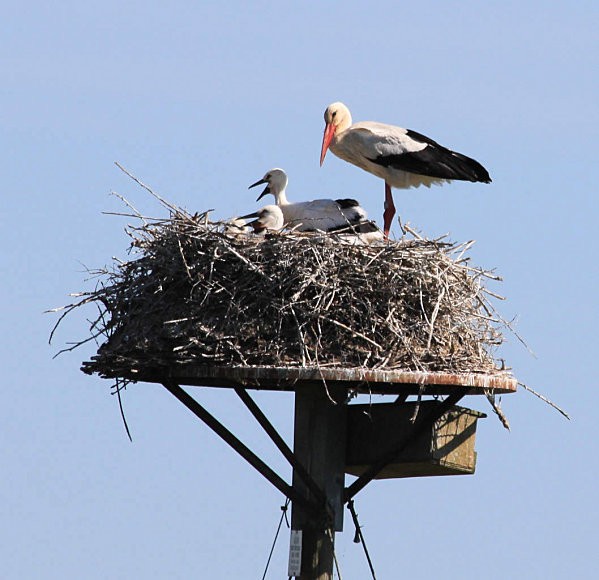 Marais de saint-agnant, cigogne et ses bébés