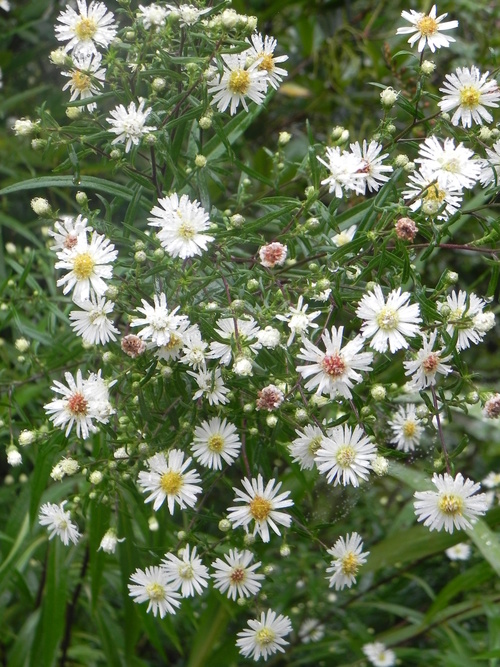 Mon jardin en Automne