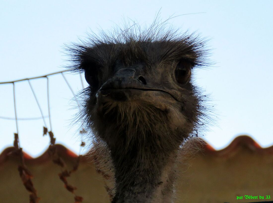 une bébète qui ... hi hi 