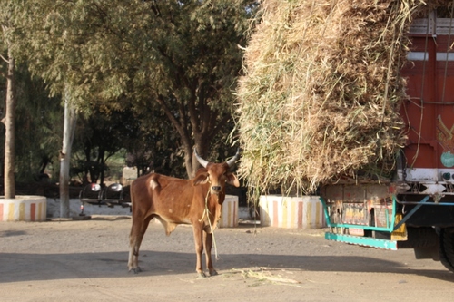 Vie quotidienne au Rajasthan