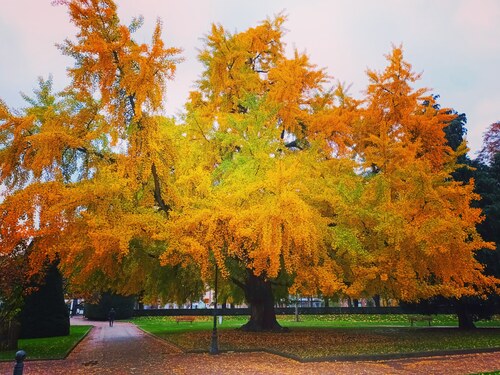 Ginkgo