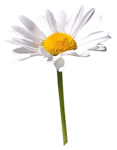 Tube Marguerite