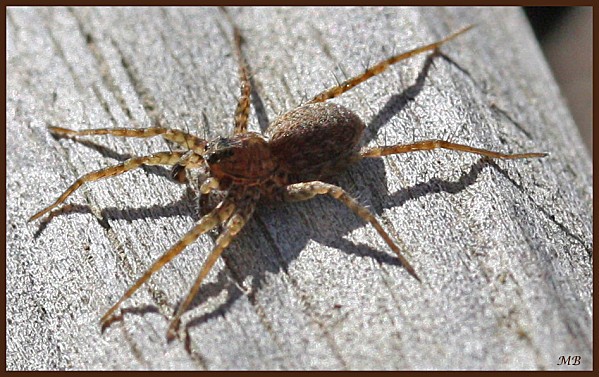 Arachnides-02-7839.jpg