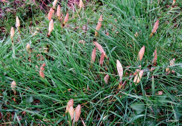 z01 - Dans l'herbe