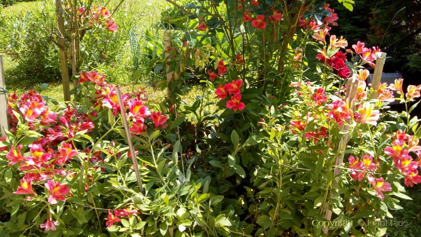 des plantes magnifiques dans mon jardin