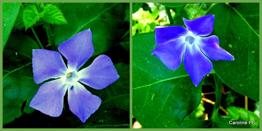 Des perles de pluie, des fleurs, 