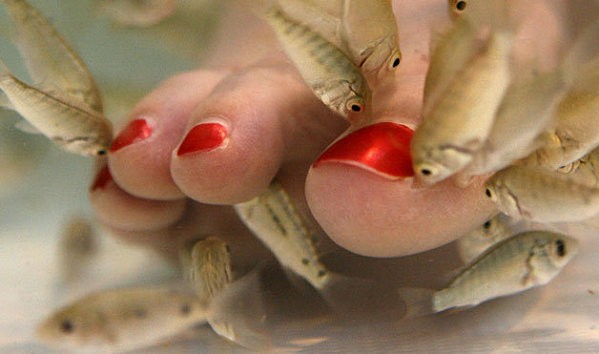 fish-pedicure.jpg