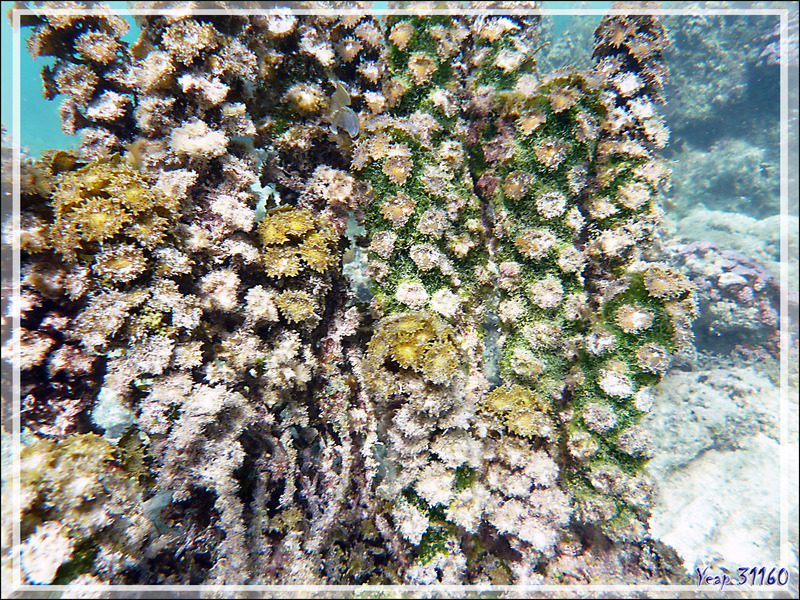 Algue à triangles ou Turbinaire, Turbinweed (Turbinaria triquetra) - Moorea - Polynésie française