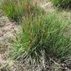 Laîche paniculée (Carex paniculata)