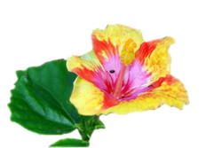  Une fleurs des îles Marquises