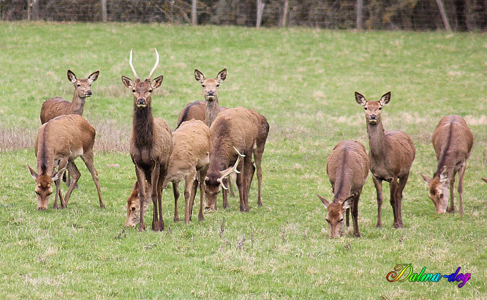 cerfs et biches en semi libertés