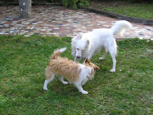 Titi et Grosminet côté chiens