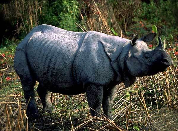 Rhinoceros indien