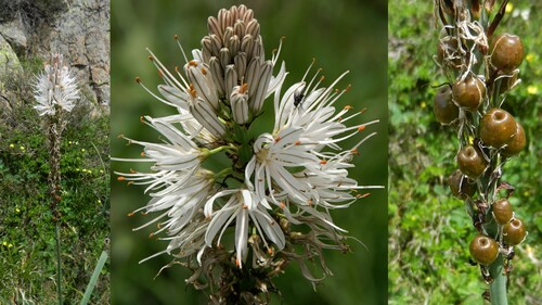 Fleurs de juillet aux Gloriettes