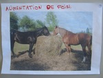 Huitième exposé "Les chevaux"