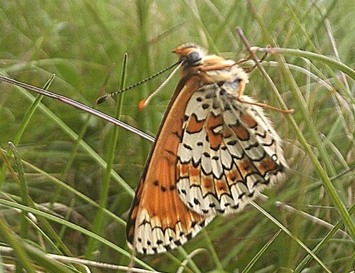 (Insectes) Papillons