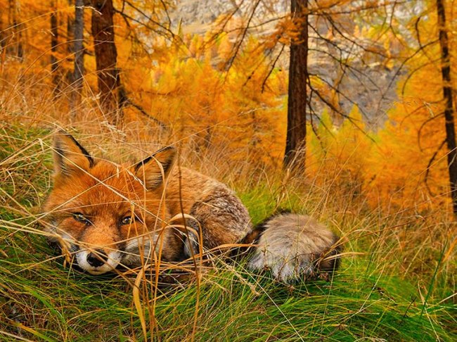 national geographic plus belle photos 2015 11 - 20 Photos Préférées du National Geographic sur Internet en 2015 national geographic plus belle photos 2015 11 - 20 Photos Préférées du National Geographic sur Internet en 2015
