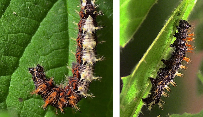 Le  Robert le Diable (Polygonia c-album)