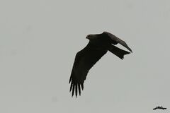 Milan noir (Milvus migrans)