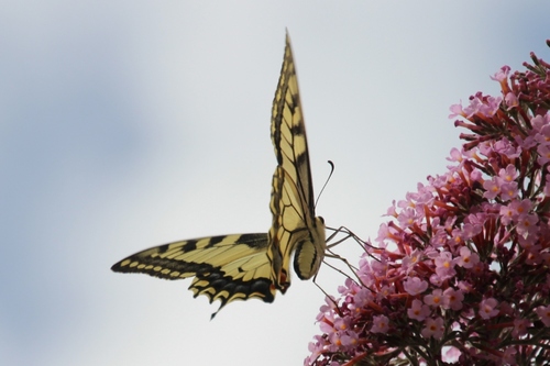 Papillons de ce jour