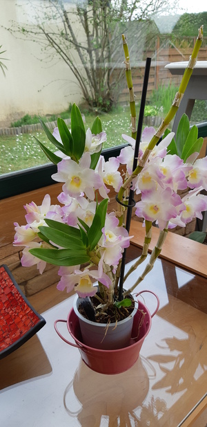 Une simple orchidée