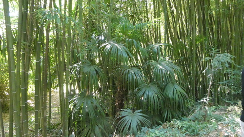 La Bambouseraie de Prafrance près Anduze