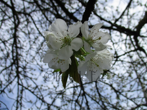 Bon Hanami ! (2018)