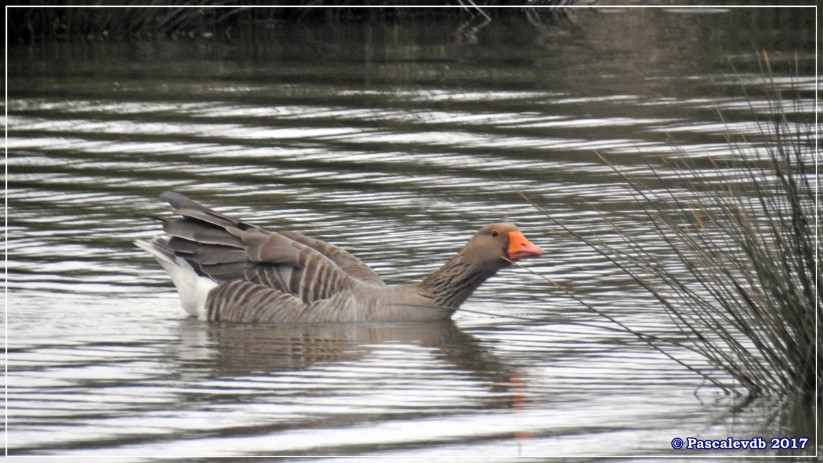 Réserve ornitho du Teich - Mars 2017 - 13/15