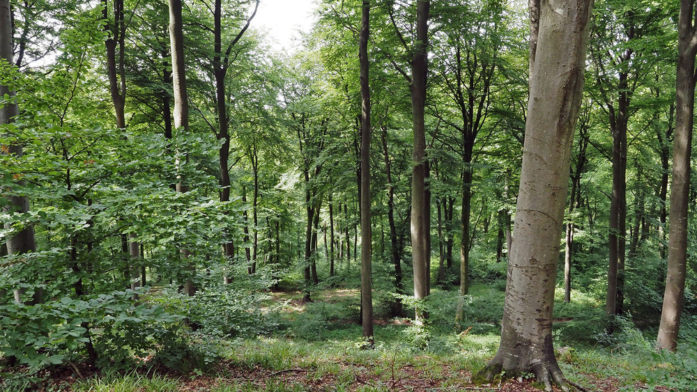 dans la forêt d'Eu 22/8