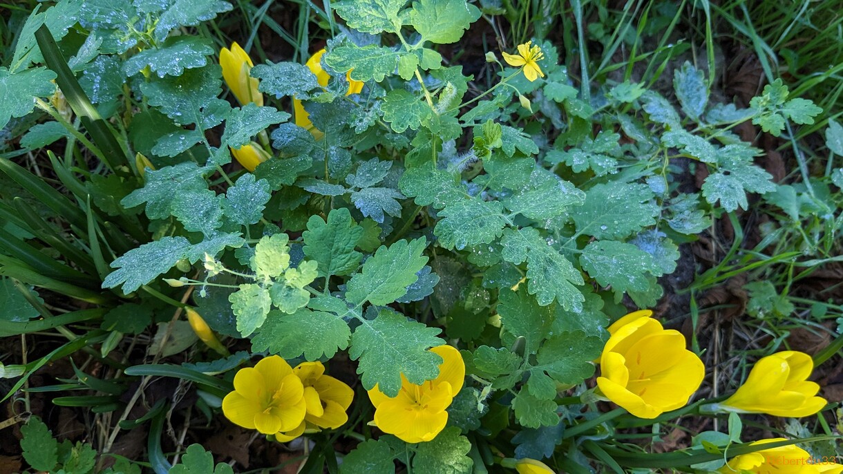 photos plaisir dans le jardin