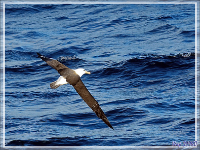 Un voilier infatigable qu'on ne voit jamais battre des ailes : l'Albatros à sourcils noirs, Black-browed Albatross (Thalassarche melanophris) - 