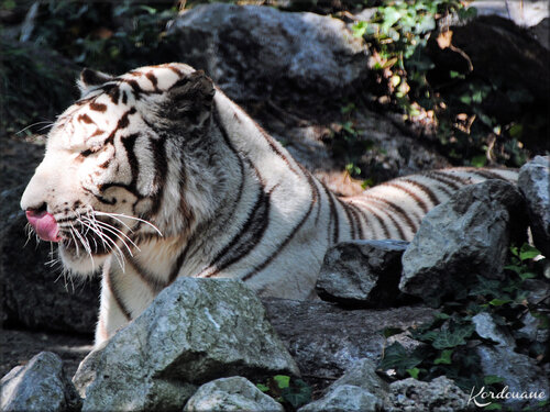 Photos de Tigre blanc (Zoo de Pessac)