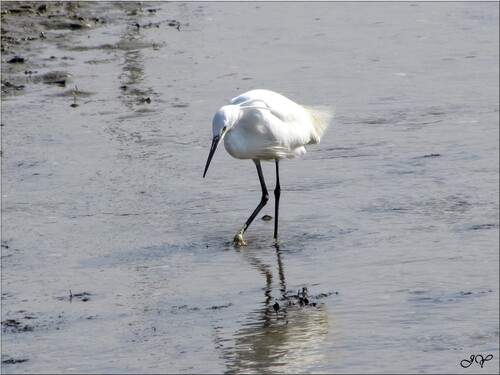 Aigrette garzette.