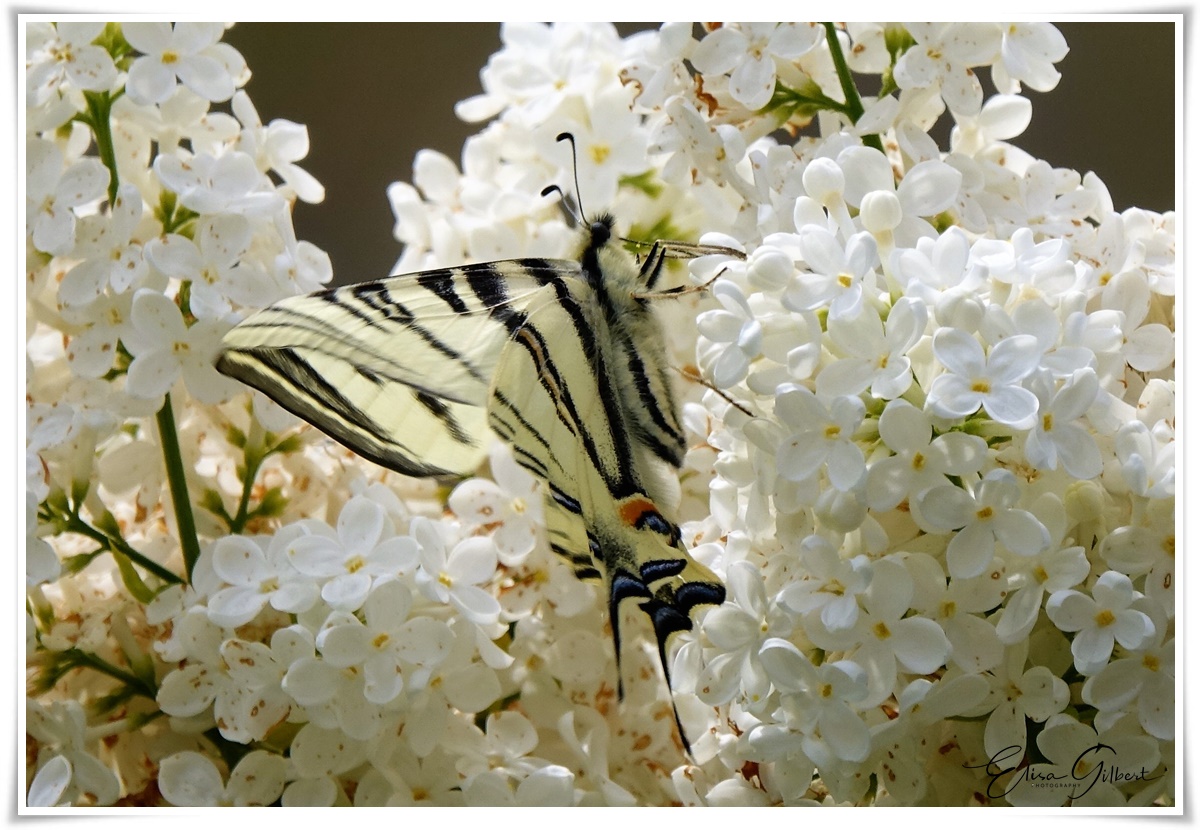 Murmure d'un petit jardin