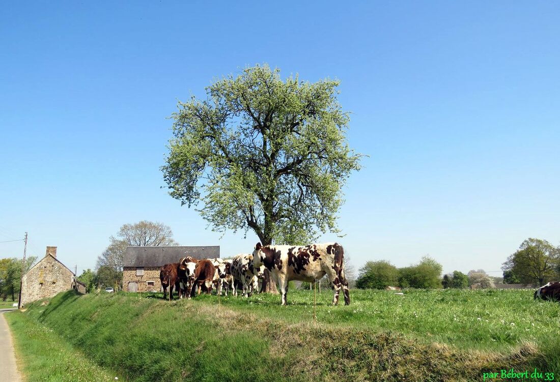 des vaches curieuses !