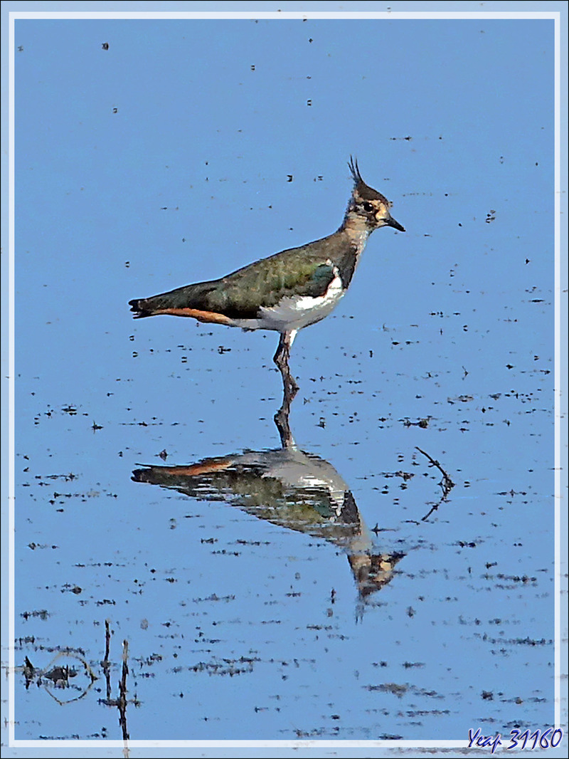 Vanneau huppé, Northern Lapwing (Vanellus vanellus) - La Couarde-sur-Mer - Ile de Ré - 17