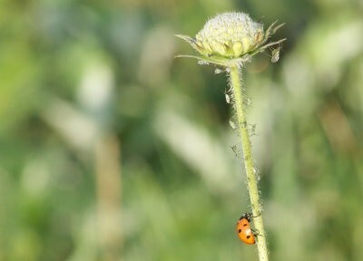 repas-coccinelle.jpg