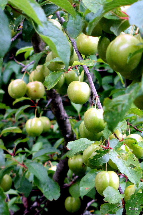 Des prunes vertes