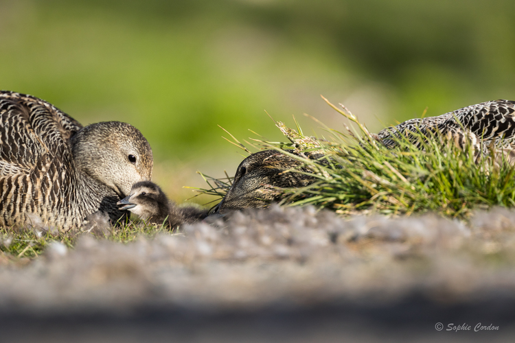 Vous allez bouffer du canard... suite