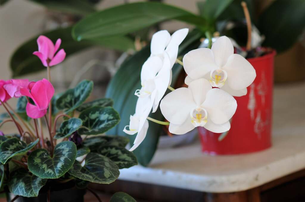 Mes orchidées et mes fleurs de la maison !