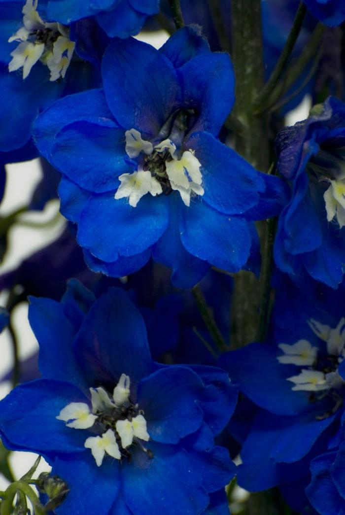 Des fleurs qui feront de votre jardin un paradis bleu